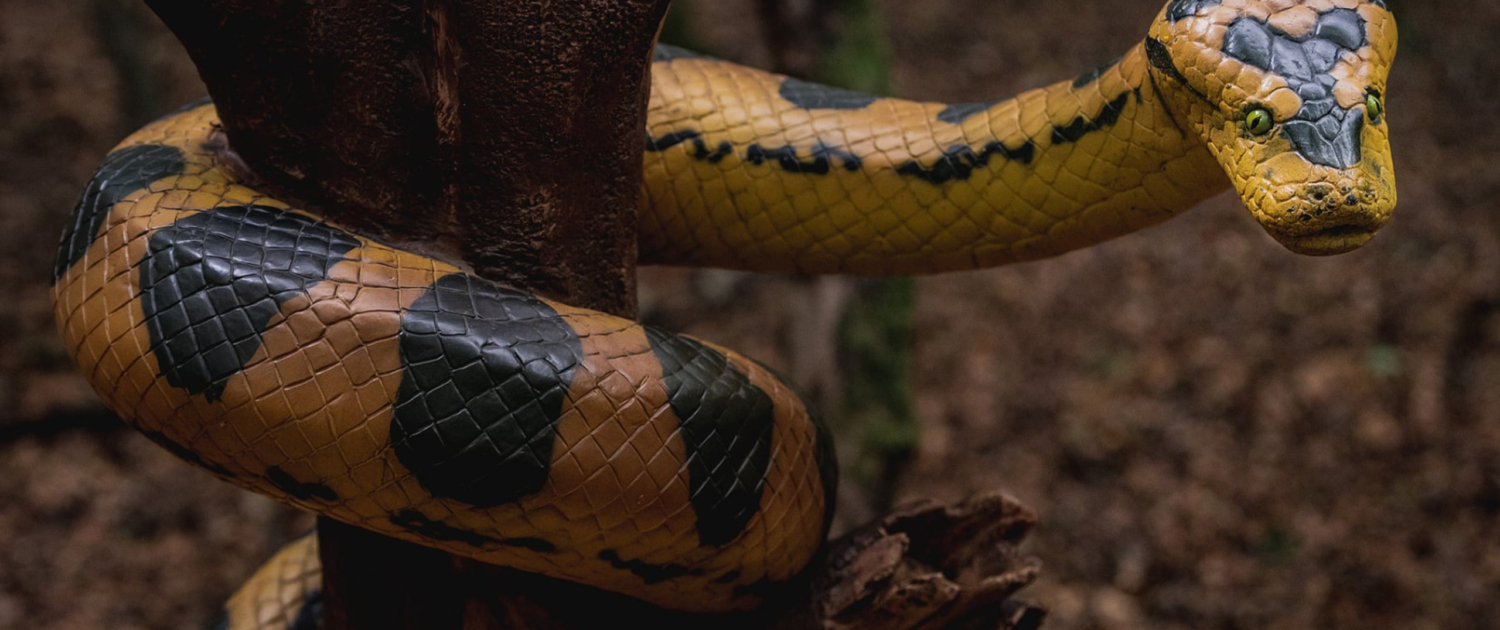 ZOO4