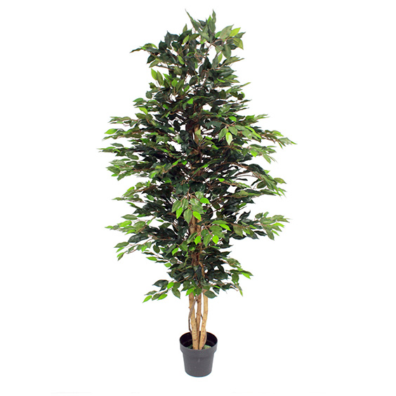 Plant (Artificial) – Ficus Prop – iCatching, everything for events