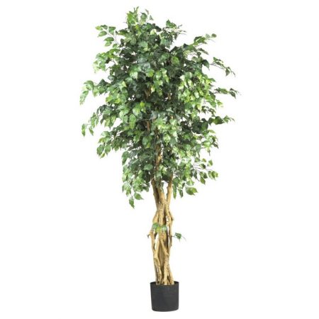 Large Ficus Tree prop for hire