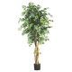 Large Ficus Tree prop for hire