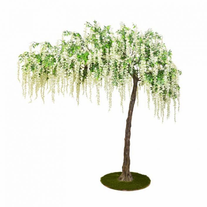 Tree Canopy Wisteria Tree iCatching, everything for events