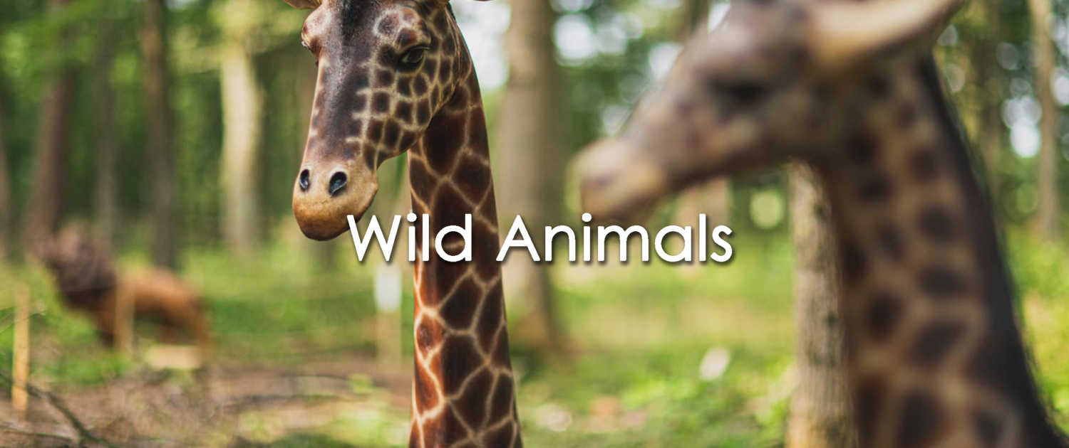 Wild Animals prop hire themed events